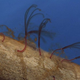 Illustration for article titled Deep sea ‘zombie worms’ consume bone by drilling with acid